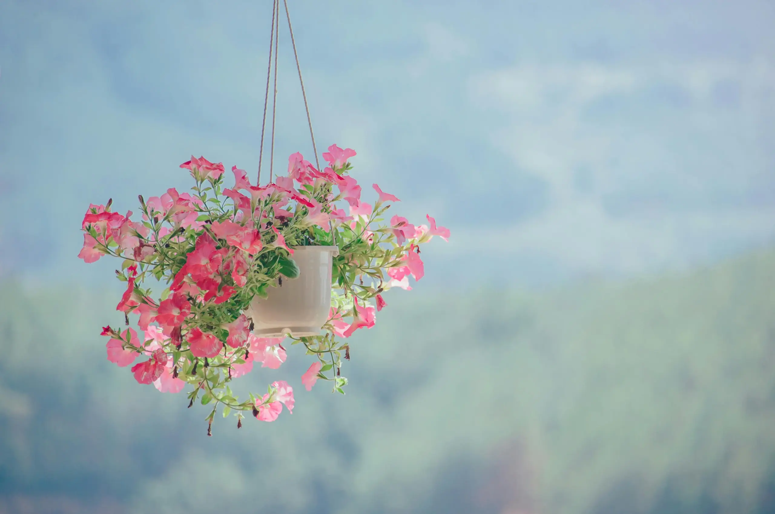 Hintergrund für Blumenboxen Kategorie